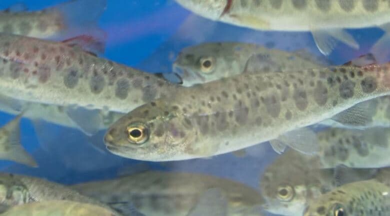 信州サーモンの稚魚を初出荷　「おいしい商品を目指す」過去最高の約45万尾を出荷の見込み　ニジマスとブラウントラウトの掛け合わせ　長野・安曇野市｜FNNプライムオンライン