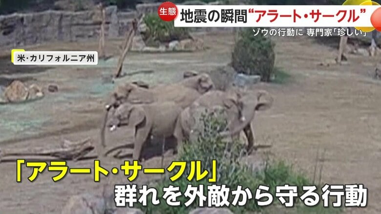 【珍光景】地震の瞬間…5頭のゾウが円陣で子ども守る「アラート・サークル」出現　東日本大震災では千葉・市原ぞうの国でも　アメリカ・カリフォルニア州｜FNNプライムオンライン