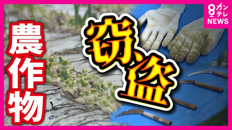 被害相次ぐ「九条ねぎ」「米」盗難　防ぐことが難しい『農作物窃盗』　注目の「秘密兵器」は電源不要・暗闇でも“犯行の瞬間”逃さない｜FNNプライムオンライン