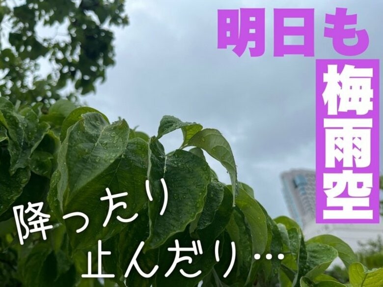 【広島の天気】6/24(火)も梅雨らしく降ったり止んだり…１日を通して天気はスッキリせず｜FNNプライムオンライン