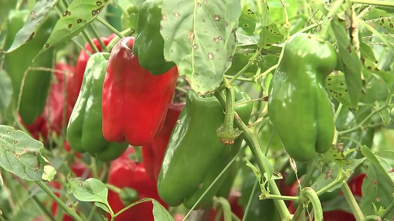 猛暑で野菜の収穫に大打撃　ピーマンが熟しすぎ赤色に…「もうやめようかな」出荷できず農家が厳しい状況｜FNNプライムオンライン