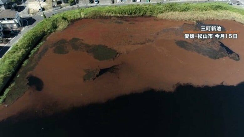 まるで陸地？ため池を覆い尽くす赤い物体は外来種「アゾラ」 大量発生で生態系に影響も｜FNNプライムオンライン