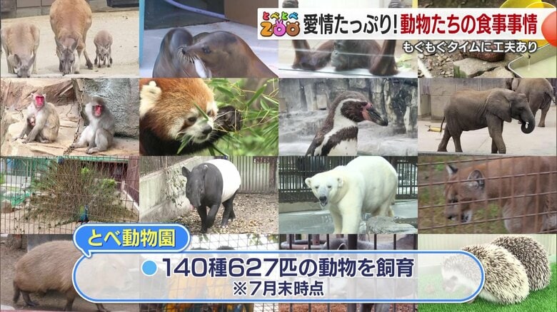 キリンは１日４８０キロ！ゾウは２５０キロ！驚きの「もぐもぐタイム」で見る愛媛県立とべ動物園の舞台裏【愛媛発】｜FNNプライムオンライン