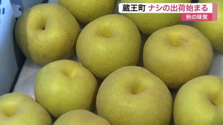 「大ぶりで質の良いナシ」蔵王町で早生品種「幸水」出荷開始　天候に恵まれ甘みの強い仕上がり〈宮城〉｜FNNプライムオンライン