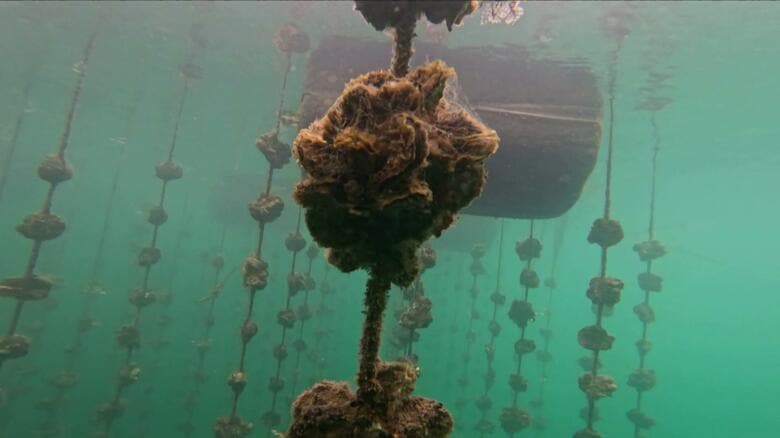 カキの大量死リスク高まる　広島湾北中部に初の『厳戒』アラート　平均海水温２５℃、酸素濃度も低下｜FNNプライムオンライン