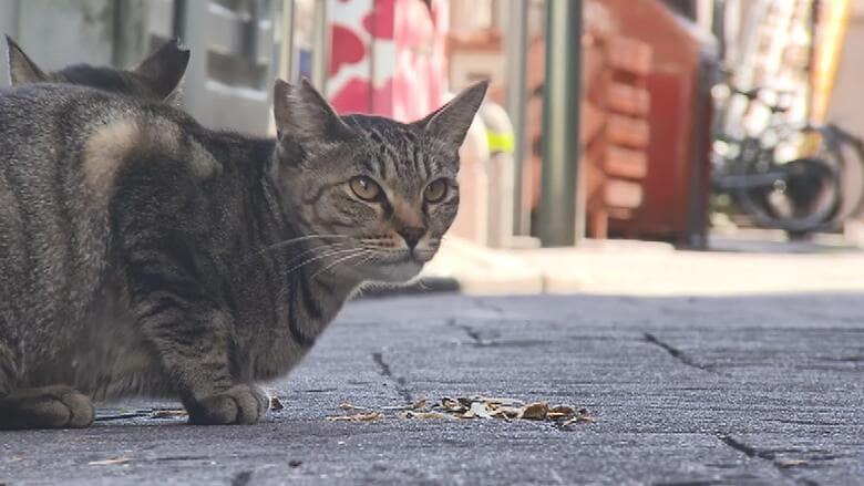 コロナ禍で餌がもらえない… 宮崎最大の繁華街「ニシタチ」に暮らす“地域猫” 人と猫の共生に向けた取り組み
