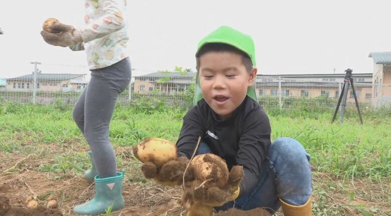 「汁に入れて食べたい」園児がジャガイモを収穫　小さな手で一生懸命　「農業に興味を」5月に種芋を植えて育てる　長野・山形村｜FNNプライムオンライン