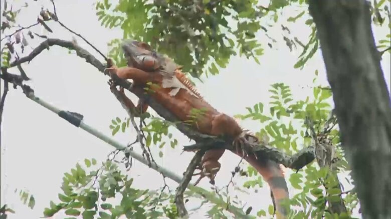 両足で枝をがっちりとつかみ…木の上で発見　体長90センチ“脱走イグアナ”大捕物