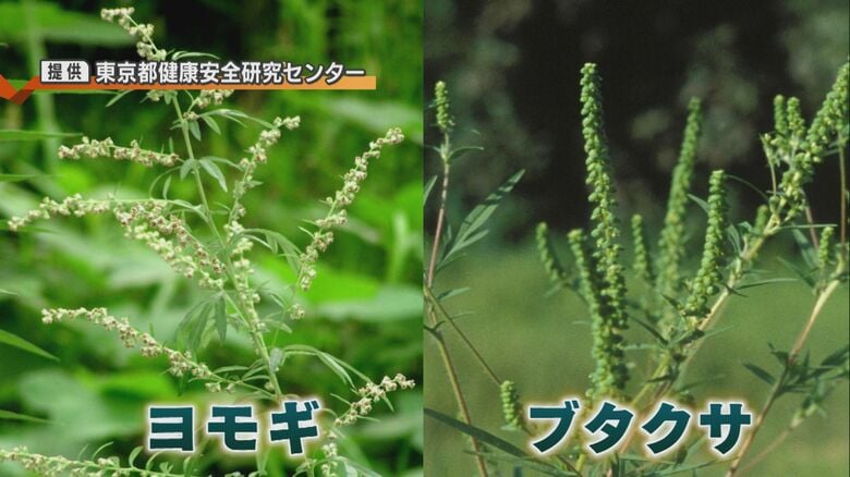 かぜ症状の原因“秋の花粉症”かも？『ブタクサ』『ヨモギ』粒子小さく“せき”引き起こしやすく…「秋は飛散情報ないので自身で注意を」新潟｜FNNプライムオンライン