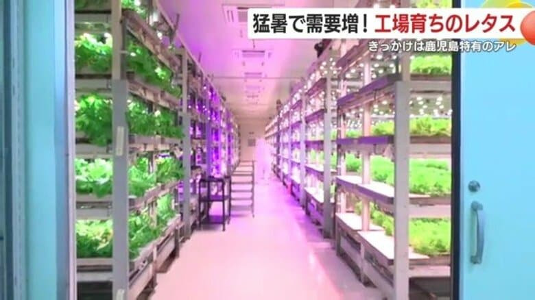 猛暑で需要増！鹿児島・鹿屋市の「フリルレタス」は生コンクリート製造会社の工場育ち　誕生のきっかけは鹿児島ならではの「食感の違和感」だった｜FNNプライムオンライン