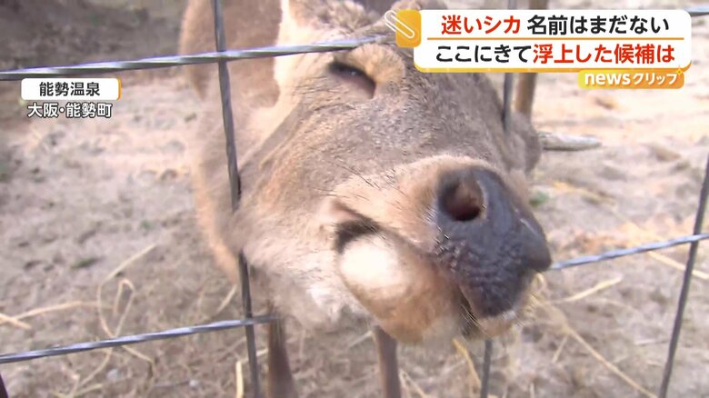 大阪の“迷いシカ”が新天地・能勢温泉で元気な姿　人の姿に駆け寄る様子も　名前候補に市長案「シカやん」も｜FNNプライムオンライン