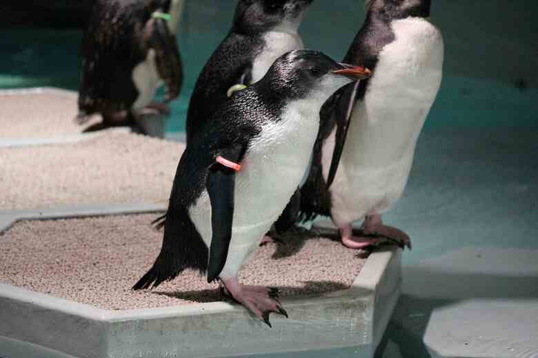 ペンギン「シベチャ」が繋ぐ縁―AOAO SAPPOROと標茶町、絶滅危惧種保全と地域活性化へ包括連携協定を締結｜FNNプライムオンライン