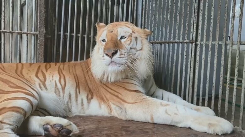 飼育員を襲ったベンガルトラのボルタ