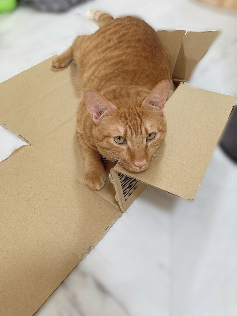 提供：たぬき&とらさん