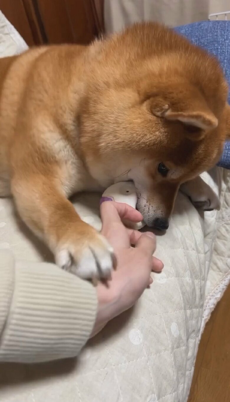 きなこちゃんは飼い主さんの手を押さえつけることに成功していた