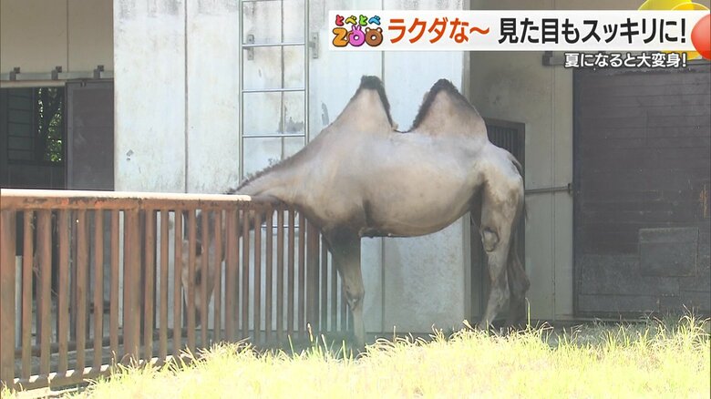 裸のような姿に