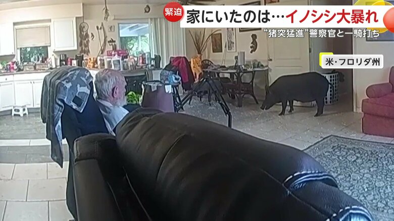 巨大イノシシが侵入し、住宅のガラス扉を突き破る騒動（4日、アメリカ・フロリダ州）