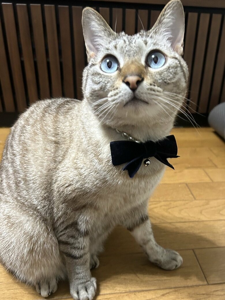 先住猫のふくるくん