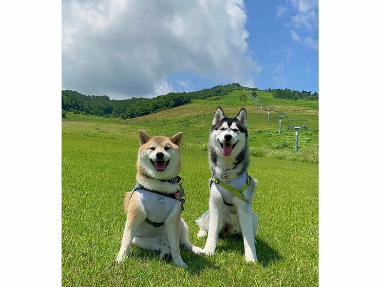 写真　左：おもちくん　右：おこめくん（提供：柴リアンハスキーもちごめ兄弟さん）