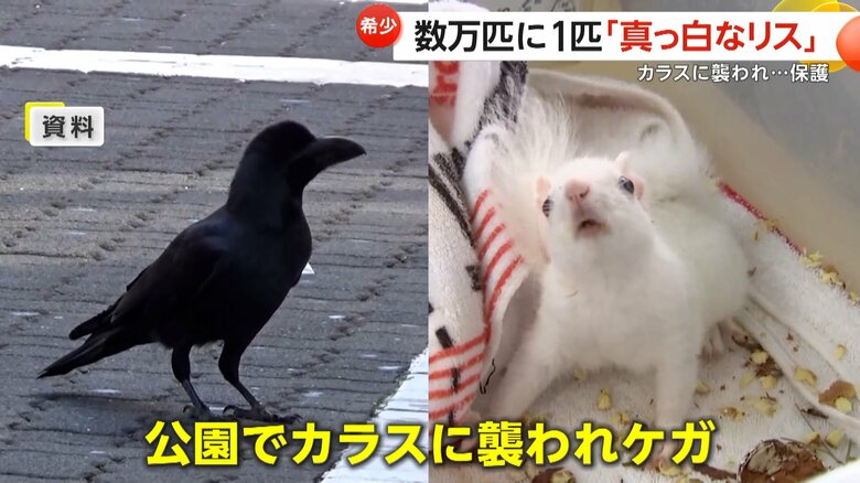 公園でカラスに襲われているところを市民に保護された