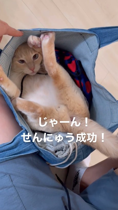 提供：oimo & yuzukiさん