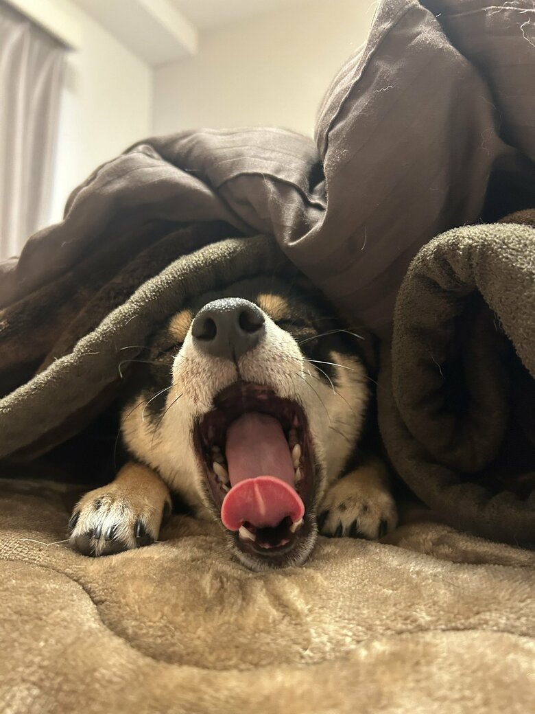 提供：豆柴ごま娘さん