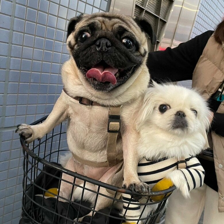 表情が面白くなってしまう横綱ちゃん。隣りにいるのは一緒に暮らす、ペキニーズの小結ちゃん