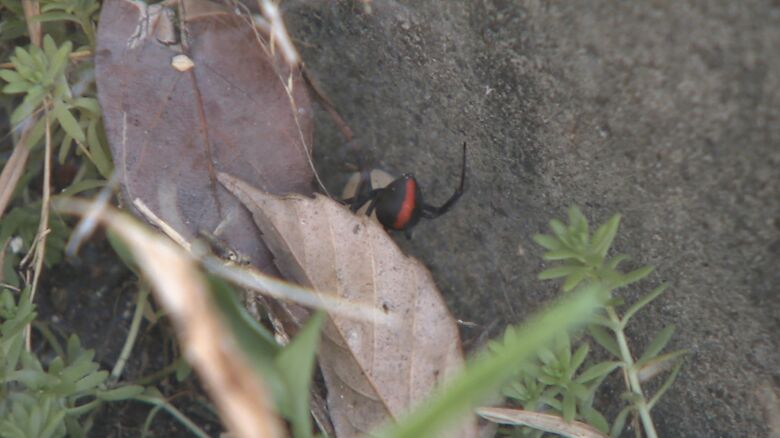 道路の側溝で見つかったセアカゴケグモ（2017年の取材より）
