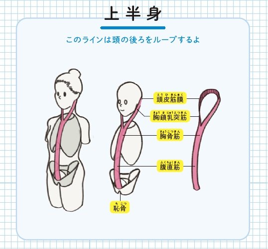 『筋肉のつながり図鑑』より