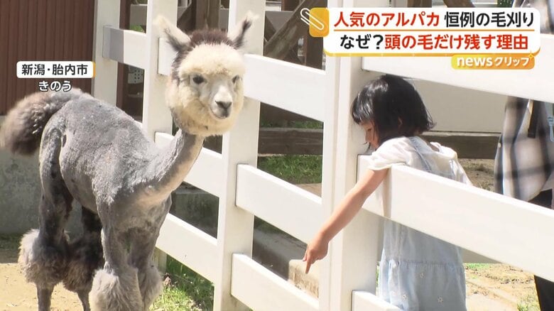 毛刈り後の姿となっていたアルパカたち