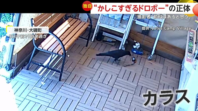キャンプ場の売店に現れたカラス（9日11時半過ぎ、神奈川・大磯町）