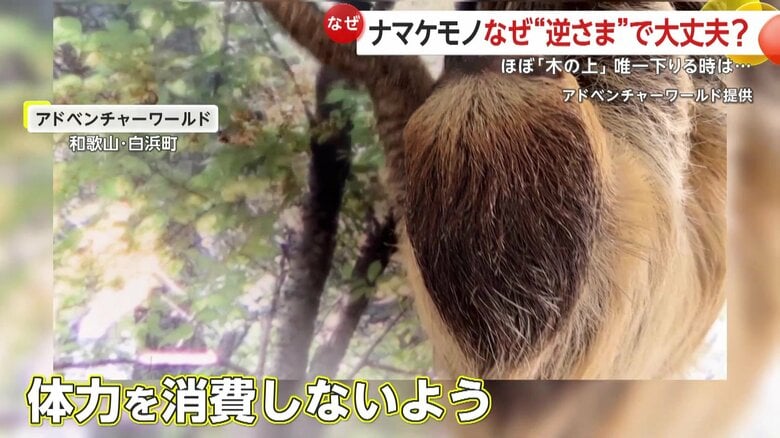 樹上生活がスタンダード