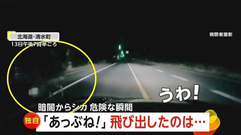 走行中の車の前にシカが突然飛び出す瞬間（13日午後7時半頃、北海道・清水町）④