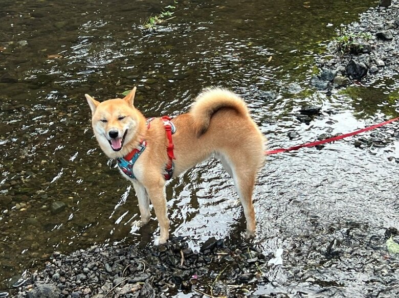 提供：柴犬まるやん日記さん