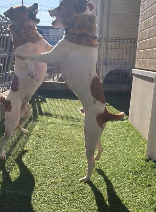 提供：あずもなさん