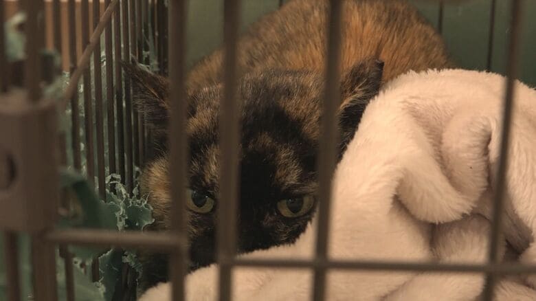 動物愛護センターの猫