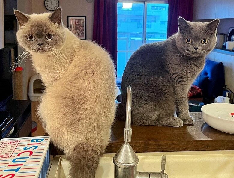 左：うどんちゃん　右：おそばちゃん