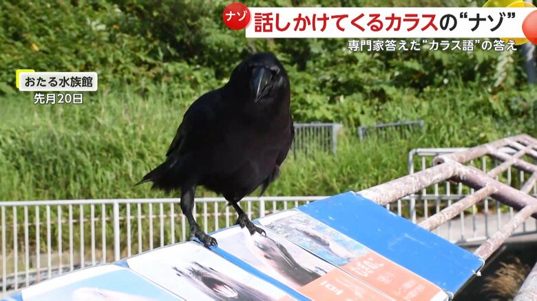 1000万回以上再生されたカラスの映像の画像