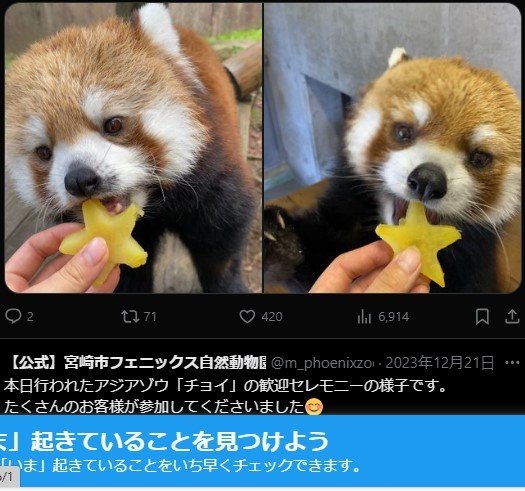 SNSでオスの「カフェ」と暮らしている様子を紹介