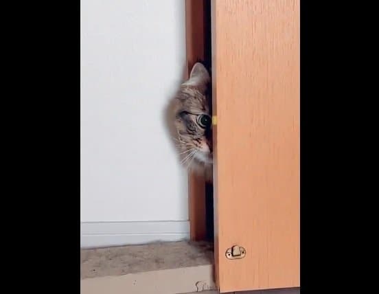 2022年3月のヤマネコくん。扉から半分だけひょっこり