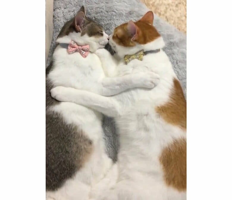 向かい合わせで同じようなポーズで寝ている