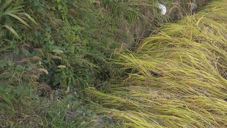 89歳の男性を発見した水田脇の用水路