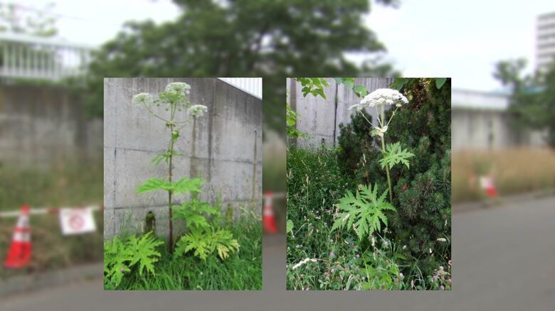 札幌市白石区でも同じものが発見された