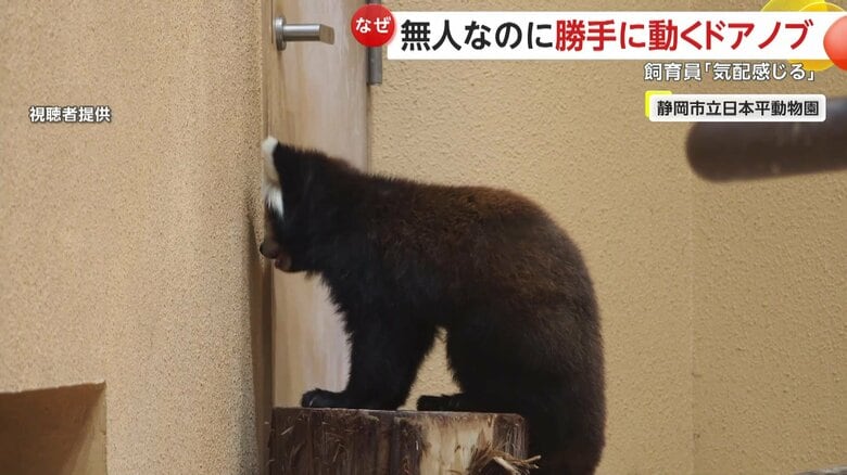 ドアを開け広げて現れたメスのレッサーパンダ・ニコちゃん