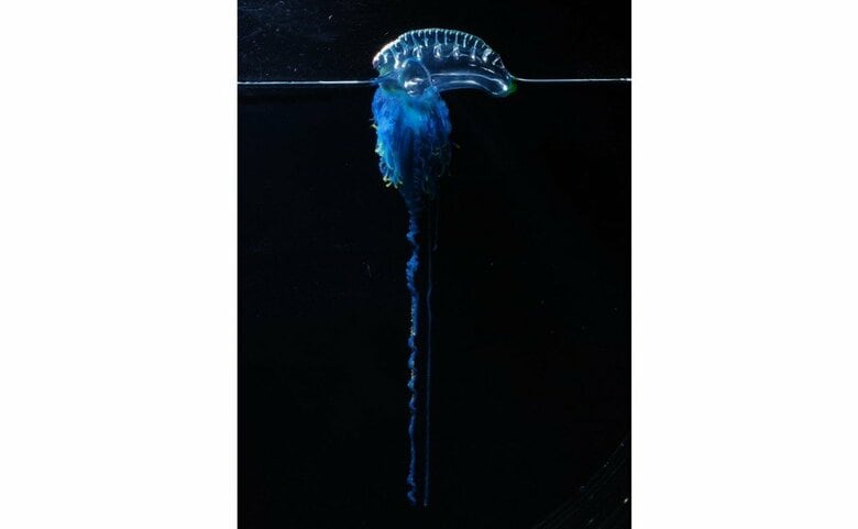 触手は10mになることも（画像提供：新江ノ島水族館）