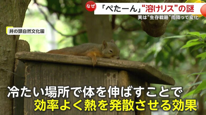 実はリスの目的は「体温調節」