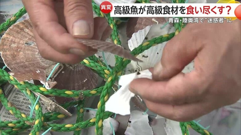 中身が食べ尽くされたホタテ稚貝