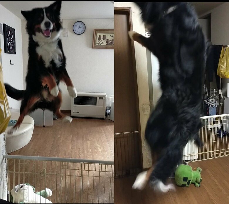 こんなに高くジャンプすることもある