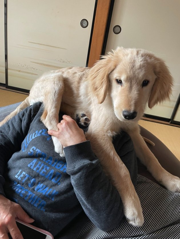 提供：イブ（ゴールデンレトリバー）さん