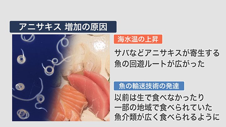 アニサキス 増加の原因